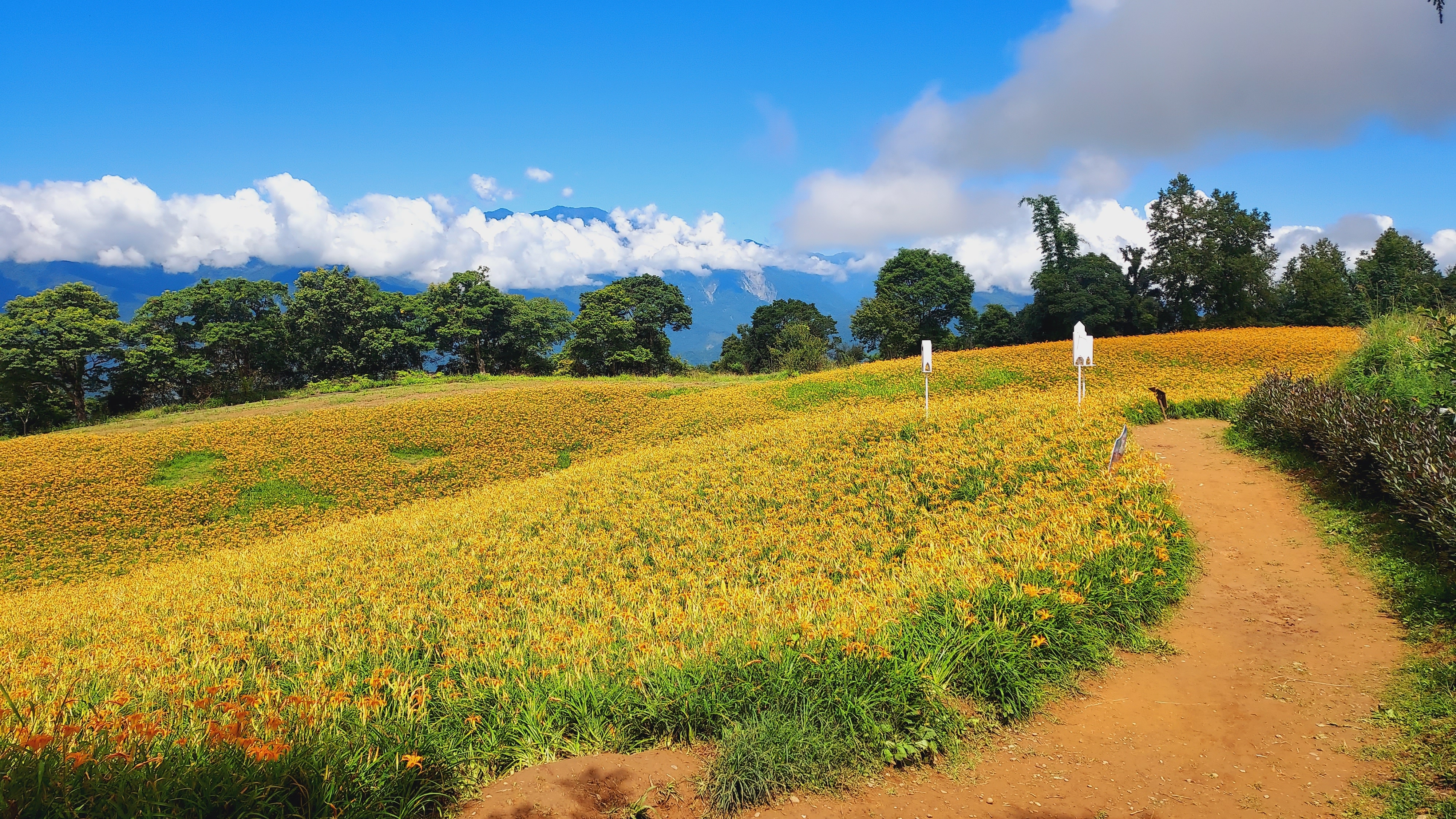 花蓮金針山健行-山行者登山健行學苑/花東區
