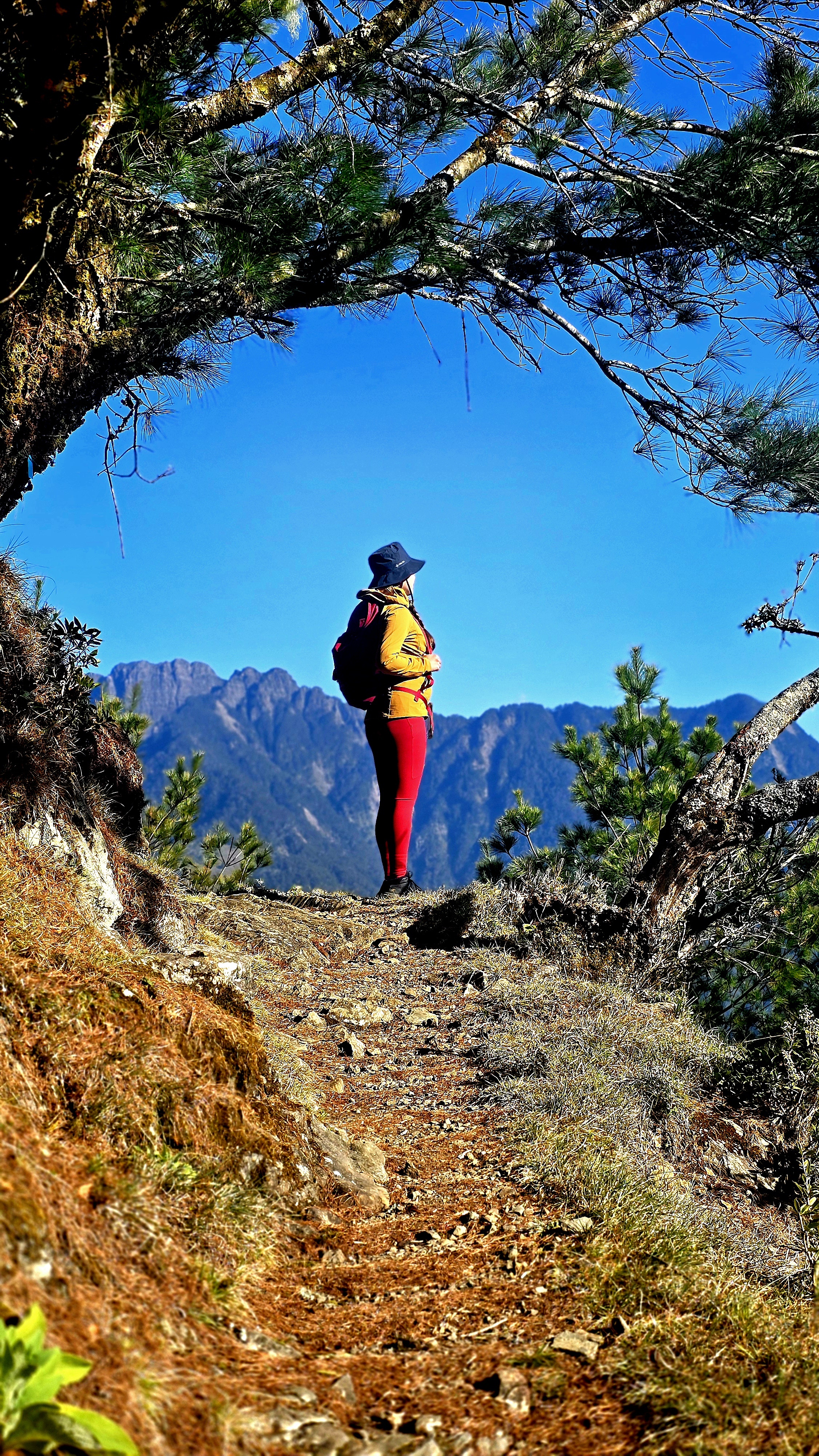 塔塔加登山消暑趣-山行者登山健行學苑/高雄區