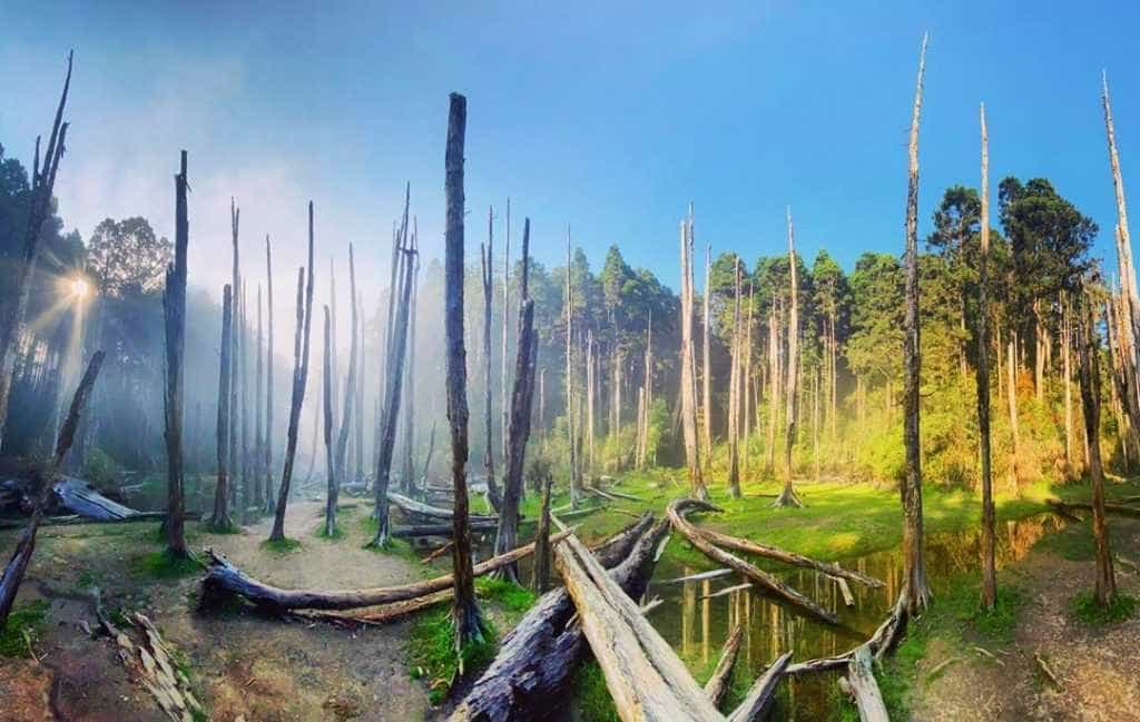 金柑樹山/忘憂森林-山行者登山健行學苑/高雄區