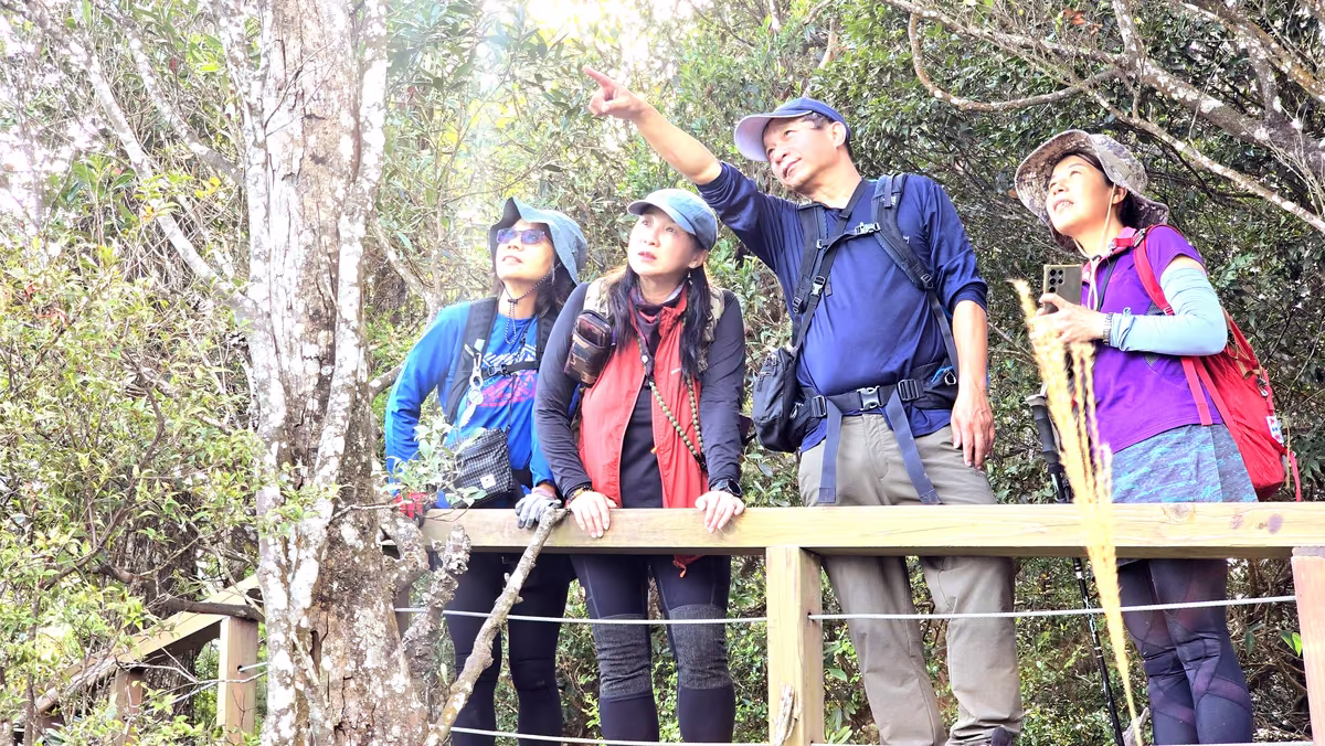 八仙山步道森林路線與中級山景觀