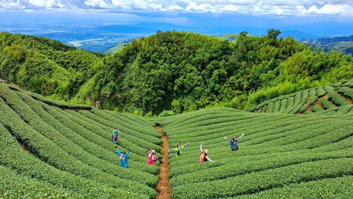 番仔田丘陵縱走山徑與茶區景色