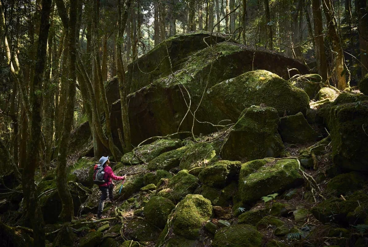 光天高山柳杉步道與苗栗南庄山景