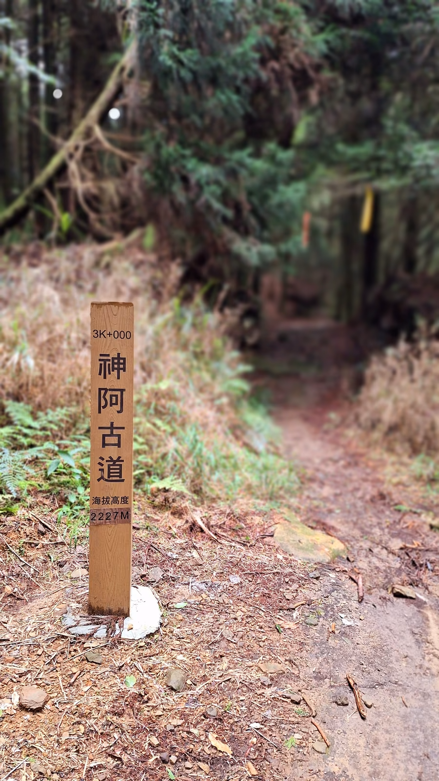 阿里山森林鐵道旁古道終點景色
