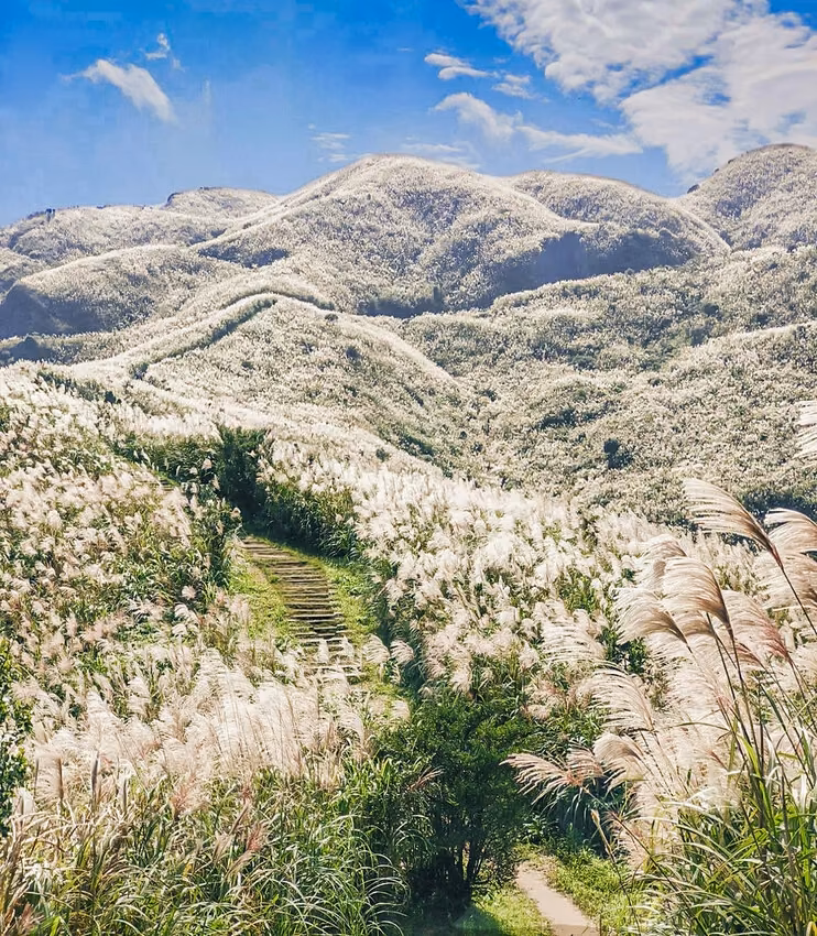 桃源谷草原芒花與東北角海景