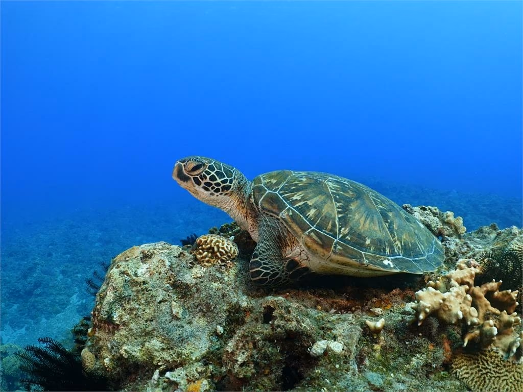 烏鬼洞海蝕洞穴與海岸路線